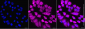 KD-Validated Anti-Sirtuin 5 Mouse Monoclonal Antibody